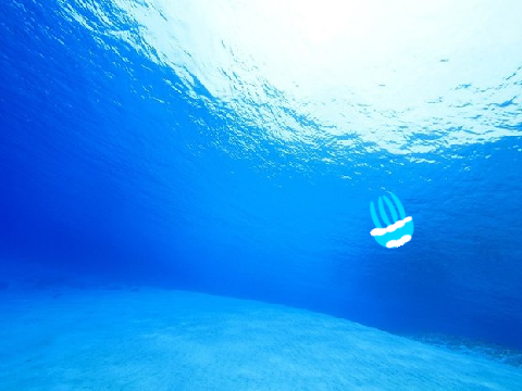 クラゲ水槽
