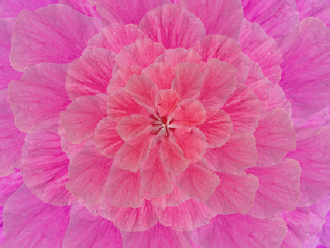 Fibonacci Art