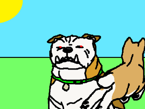 Random Doge Animation 