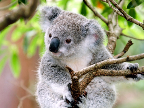 Koala Contest Entry