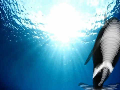Whale