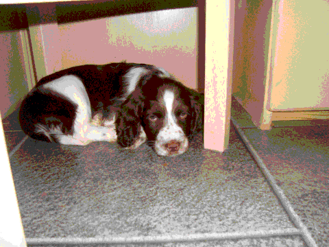 My puppy