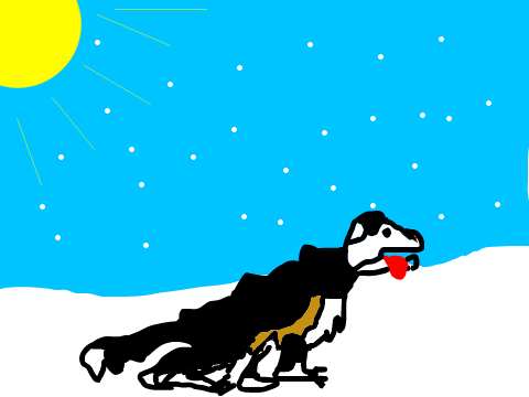 dog in the snow