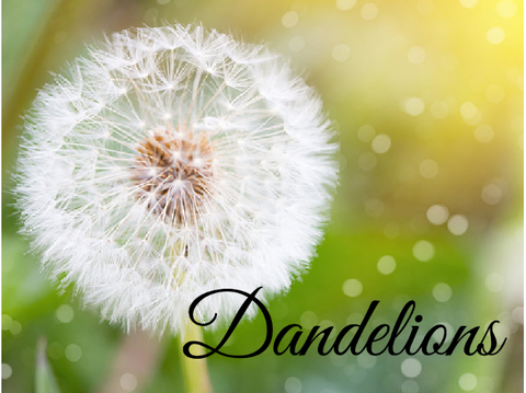 dandelions // a parallax