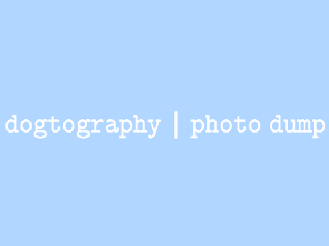dogtogaphy | photo dump