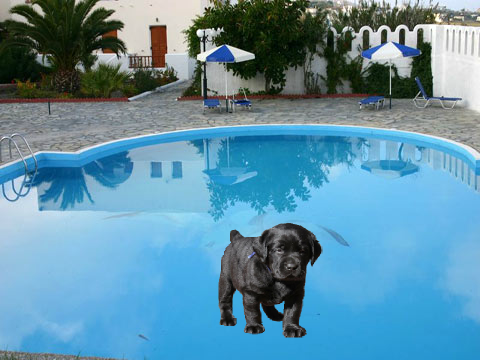 Doggy dream house