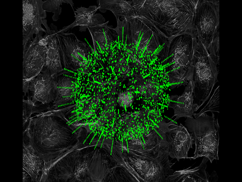 Model of a Coronavirus 