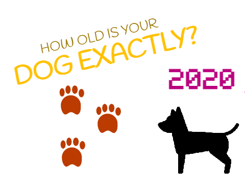 How old is your dog exactly? | 2020