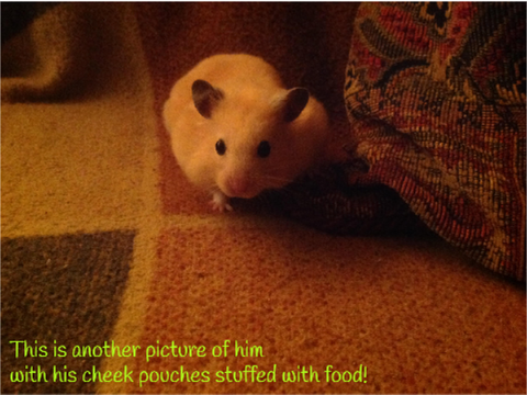 Pictures of my hamster!