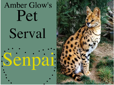 Amber's Pet Serval Senpai