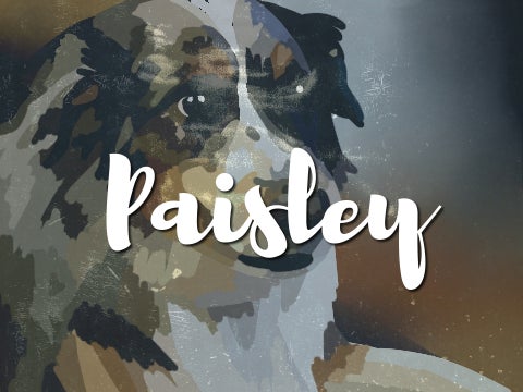Paisley! 