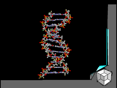 Double Helix DNA Structure