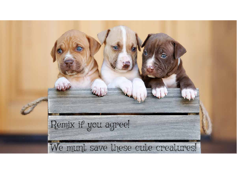 Save the pitbulls!