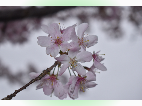 Nature photo gallery