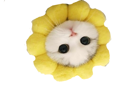 Meeeeow flower
