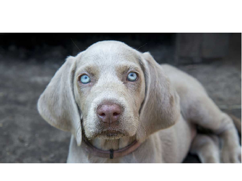 Dog form for the Canine Roleplay. remix