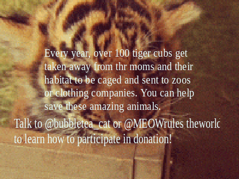 Save tigers!!!