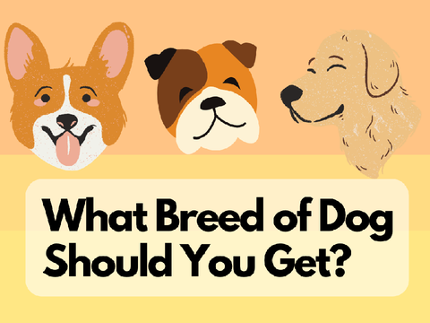 What Breed of Dog Should You Get? 