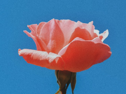 Roses~`.*
