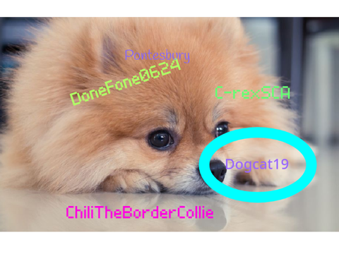 Sign Here To Stop Animal Abuse! remix remix remix remix