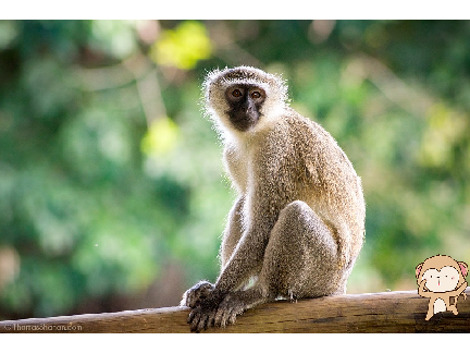 Dance monkey lyrics song (Tones and I)