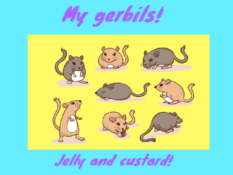 Custard and jelly |my gerbils!