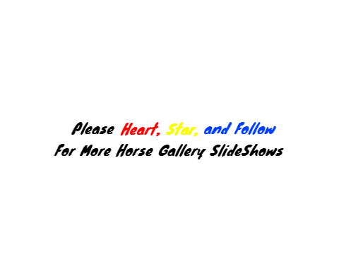 Horse Gallery One - Wild