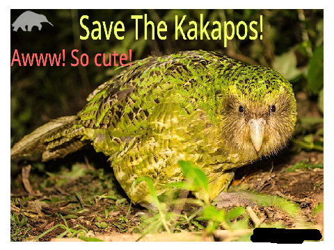 Save the Kakapos!