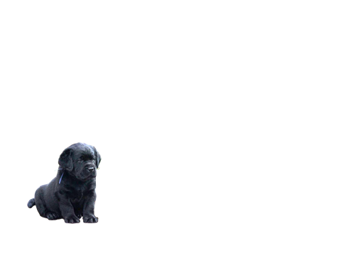 For every dog in the world :)))))