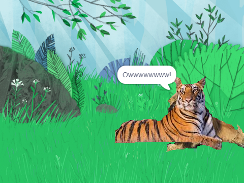 Lion vs. Tiger