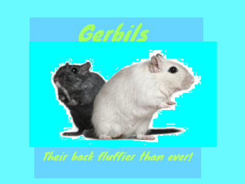 Gerbils!| Jelly and custard are back!
