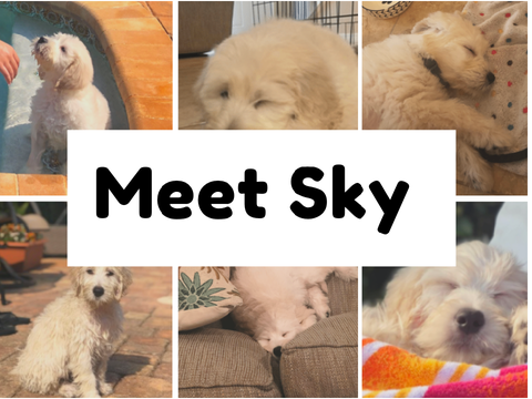 • Meet Sky! • 