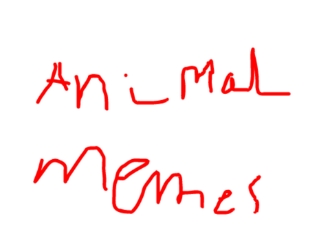 ANIMAL MEMES