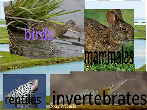  what lives in marshland