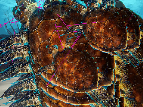 Disco Turtle remix