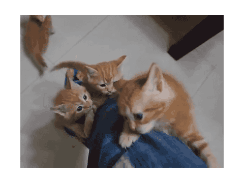 cat time