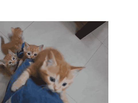 cats love da music