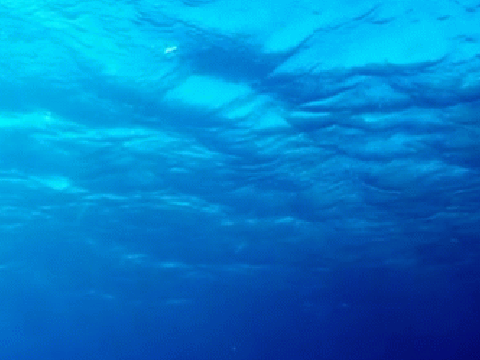 The amazing weird shark