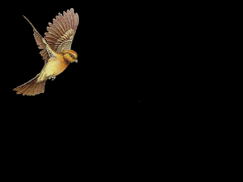 Flying bird projector