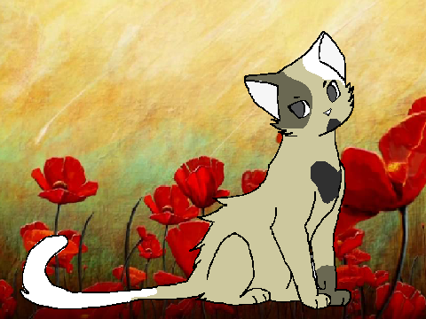 WARRIOR CATS ASSEMBLE (Hollow)