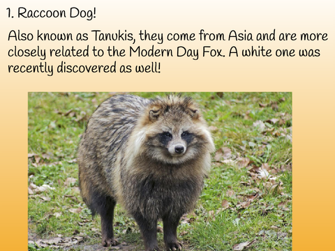 Curious Critters