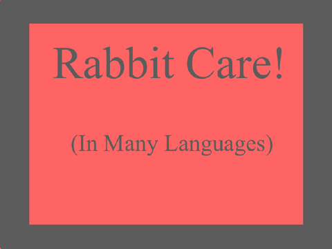 ♡ Rabbit Care (In Many Languages!) ♡
