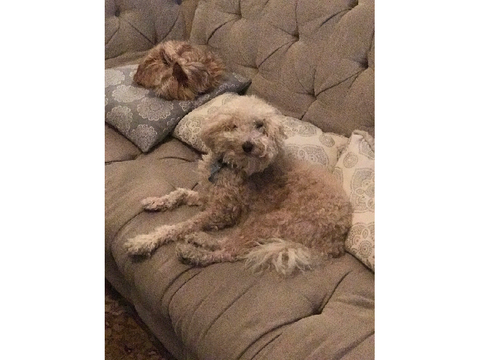 The pet reveal nobody asked for