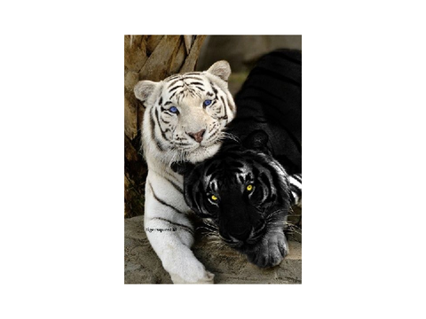 Save the tigers