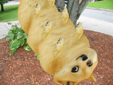 Larvae Doge2.0