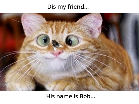 35 funny cat memes (original)