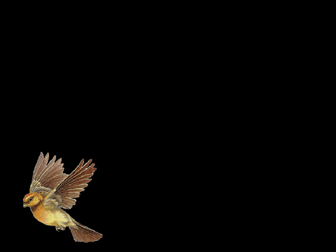 infinity bird