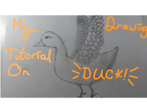 My Tutorial On Drawing Duck!