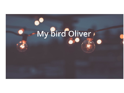 My Bird Oliver
