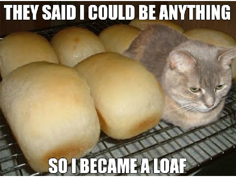 Funny Cats remix